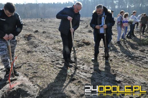 W okolicy Elektrowni Opole zasadzono "Las Pełny Energii"