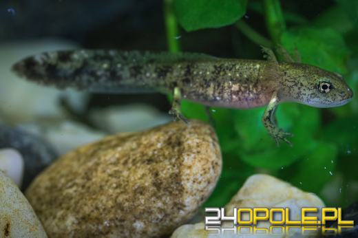 Kolejne narodziny salamander w opolskim zoo