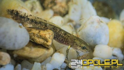 Kolejne narodziny salamander w opolskim zoo