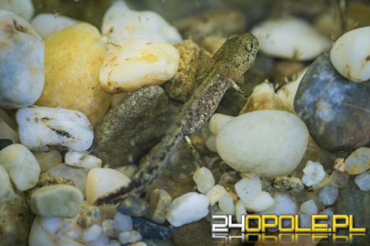 Kolejne narodziny salamander w opolskim zoo