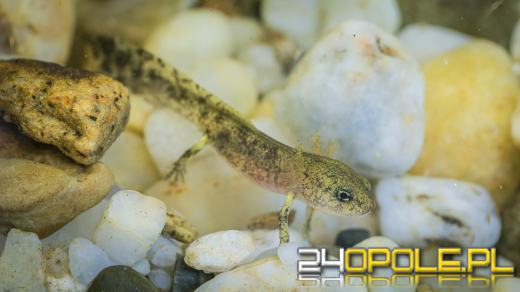 Kolejne narodziny salamander w opolskim zoo