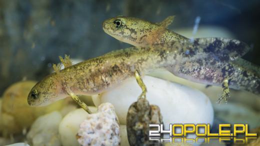 Kolejne narodziny salamander w opolskim zoo