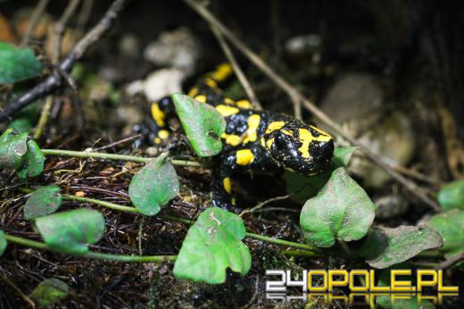 Kolejne narodziny salamander w opolskim zoo