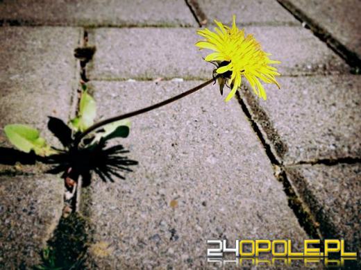 Układanie kostki brukowej nie jest trudne!