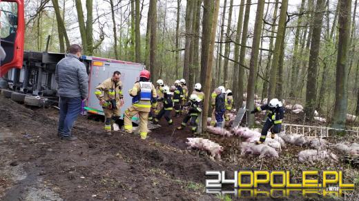 Wypadek z udziałem ciężarówki przewożącej świnie na drodze w Ciepielowicach