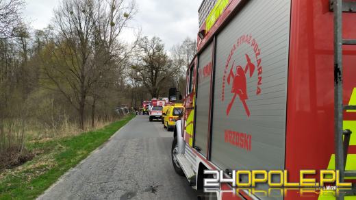 Wypadek z udziałem ciężarówki przewożącej świnie na drodze w Ciepielowicach