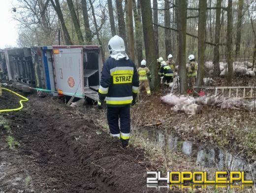 Wypadek z udziałem ciężarówki przewożącej świnie na drodze w Ciepielowicach