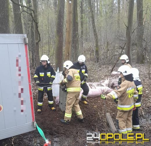 Wypadek z udziałem ciężarówki przewożącej świnie na drodze w Ciepielowicach