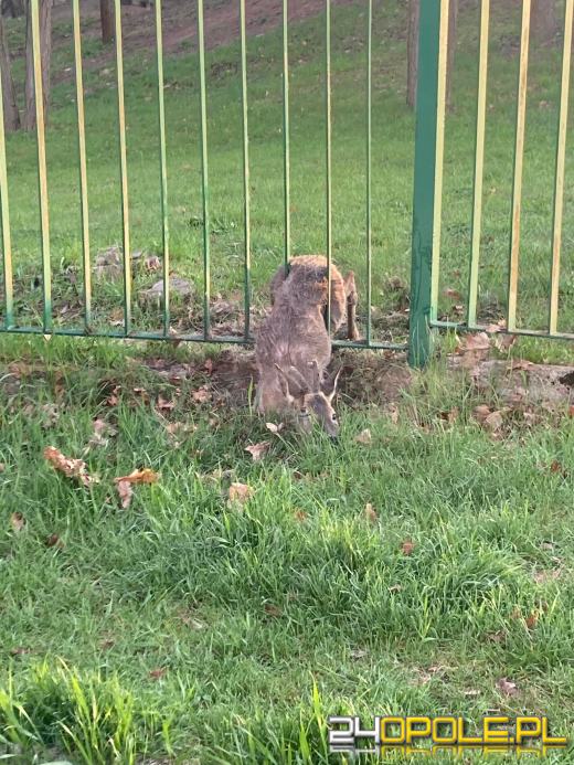 Sarna próbując przeskoczyć ogrodzenie utknęła między szczeblami. Pomogli strażacy