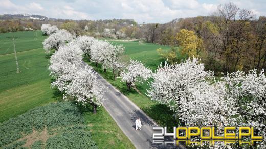 Aleje czereśniowe zakwitły. Piękny obrazek wiosny na Górze św. Anny