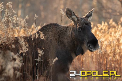 W kędzierzyńskich lasach żyje sobie...łoś