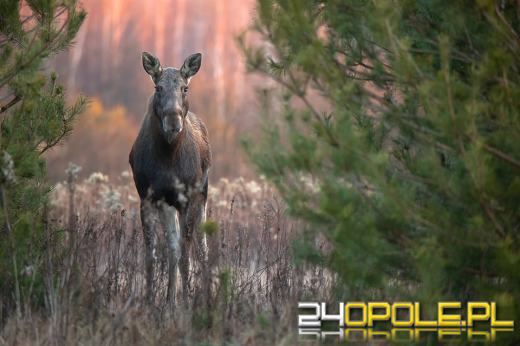 W kędzierzyńskich lasach żyje sobie...łoś
