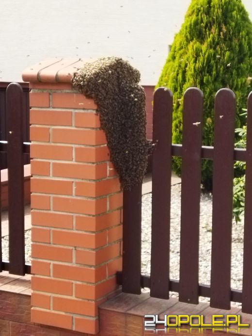 Pszczoły po wyrojeniu z ula zatrzymały się na ogrodzeniu 