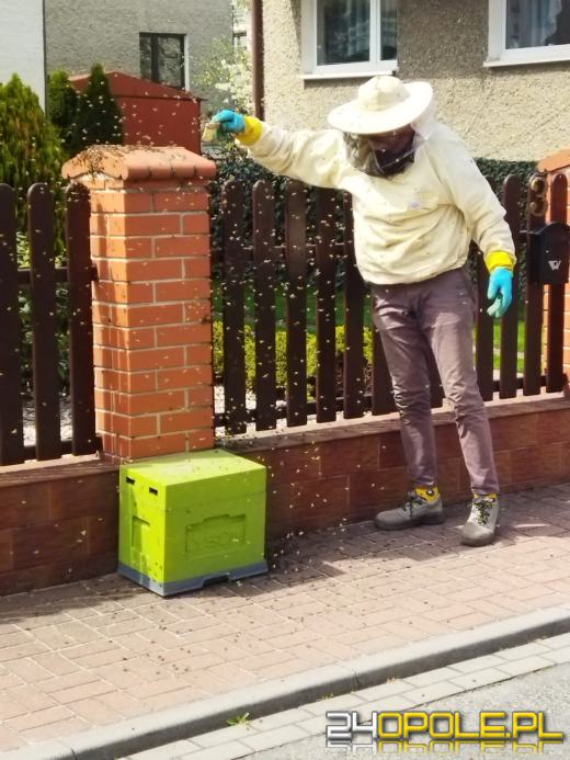 Pszczoły po wyrojeniu z ula zatrzymały się na ogrodzeniu 