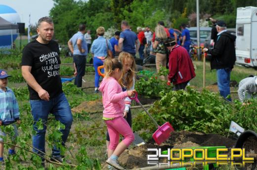 Posadzono 100 drzew na ulicy Górnej