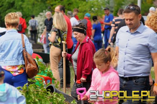 Posadzono 100 drzew na ulicy Górnej