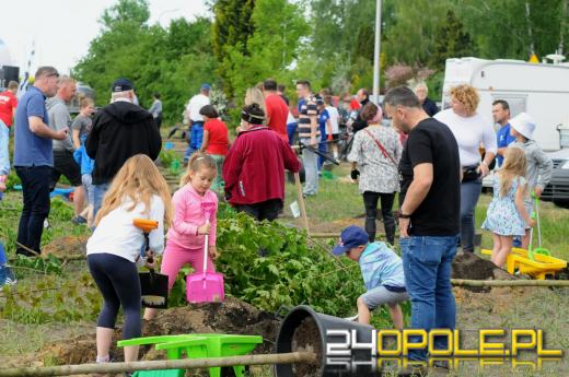 Posadzono 100 drzew na ulicy Górnej