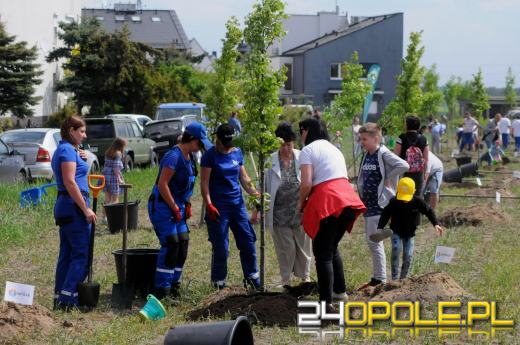 Posadzono 100 drzew na ulicy Górnej