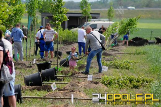 Posadzono 100 drzew na ulicy Górnej