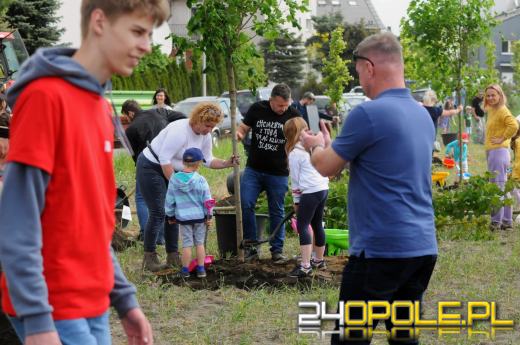 Posadzono 100 drzew na ulicy Górnej