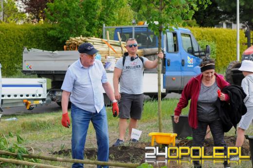 Posadzono 100 drzew na ulicy Górnej