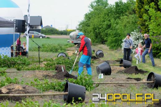 Posadzono 100 drzew na ulicy Górnej