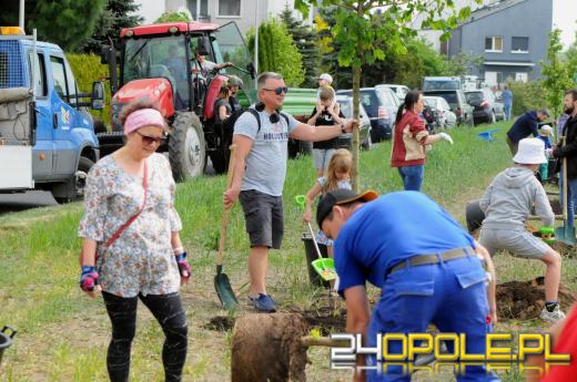 Posadzono 100 drzew na ulicy Górnej