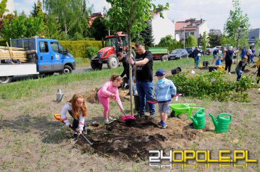 Posadzono 100 drzew na ulicy Górnej