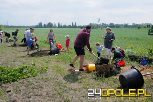 Posadzono 100 drzew na ulicy Górnej