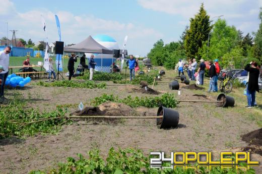 Posadzono 100 drzew na ulicy Górnej