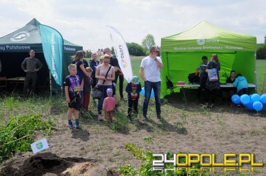 Posadzono 100 drzew na ulicy Górnej