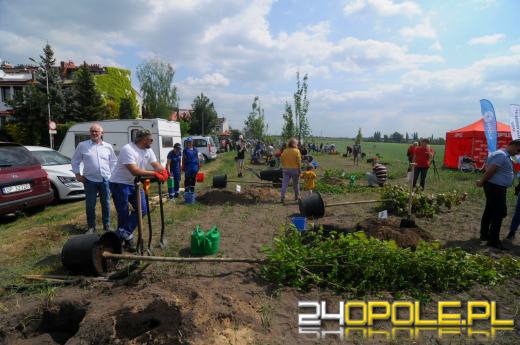 Posadzono 100 drzew na ulicy Górnej