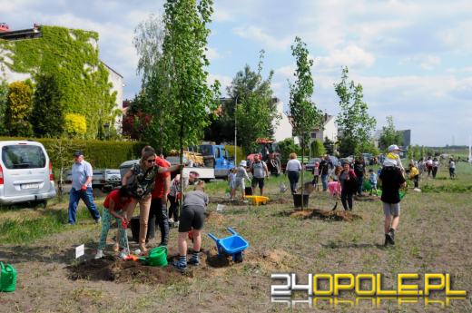 Posadzono 100 drzew na ulicy Górnej