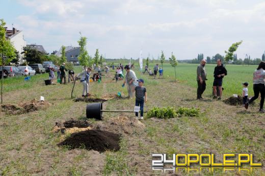 Posadzono 100 drzew na ulicy Górnej