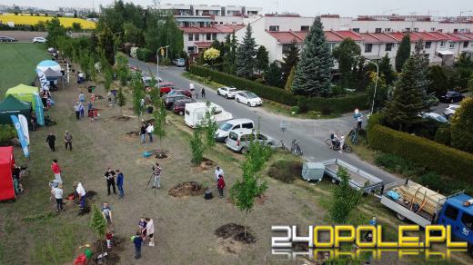 Posadzono 100 drzew na ulicy Górnej