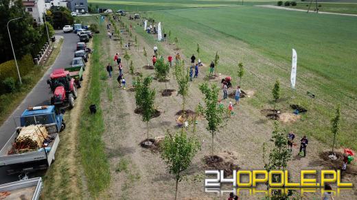 Posadzono 100 drzew na ulicy Górnej