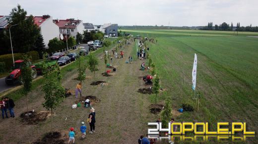 Posadzono 100 drzew na ulicy Górnej