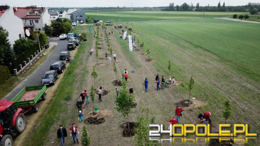 Posadzono 100 drzew na ulicy Górnej