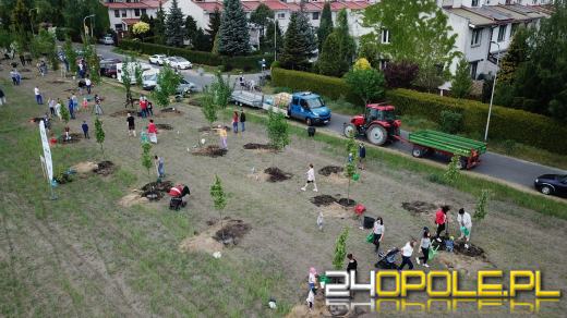 Posadzono 100 drzew na ulicy Górnej