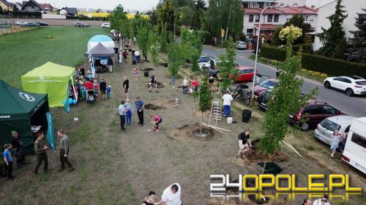 Posadzono 100 drzew na ulicy Górnej