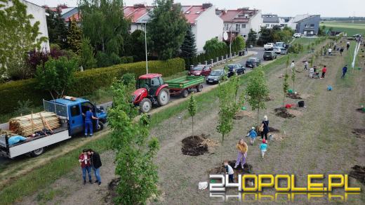 Posadzono 100 drzew na ulicy Górnej