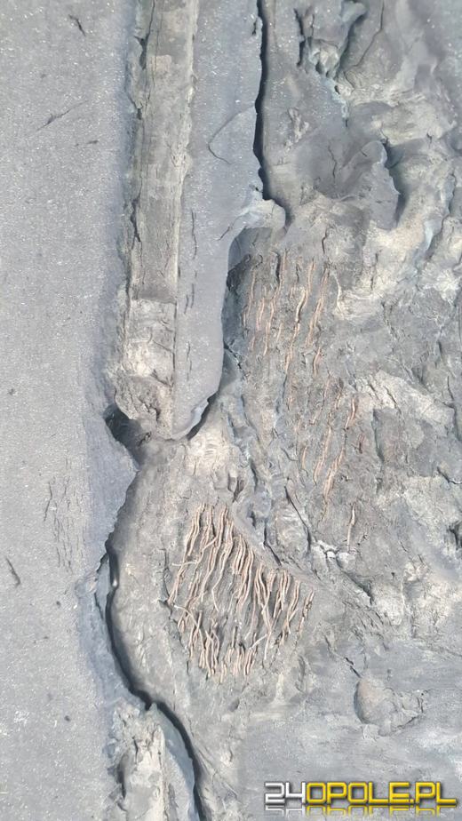 "Czarna seria" u przewoźników zagranicznych