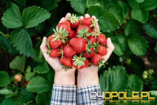 Po ile polskie truskawki? W tym roku cena nas zaskoczyła