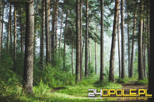 Jazda po lesie kosztuje! Od 500 zł wzwyż