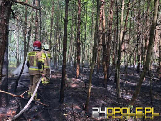 Sucho w opolskich lasach. Strażacy walczą z pożarami, nie pomaga wiatr