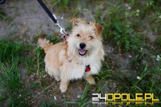 Dziesiątki czworonogów biegało i spacerowało wokół kąpieliska Malina