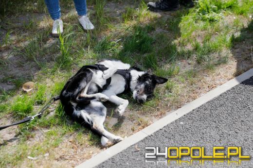 Dziesiątki czworonogów biegało i spacerowało wokół kąpieliska Malina