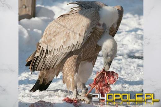 Przyrodnicza sensacja: sęp płowy nad naszymi górami. Wróci?