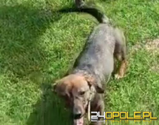 Namysłów: Wyrzucił szczeniaka przez okno, bo skamlał z głodu!