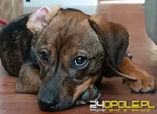 Namysłów: Wyrzucił szczeniaka przez okno, bo skamlał z głodu!